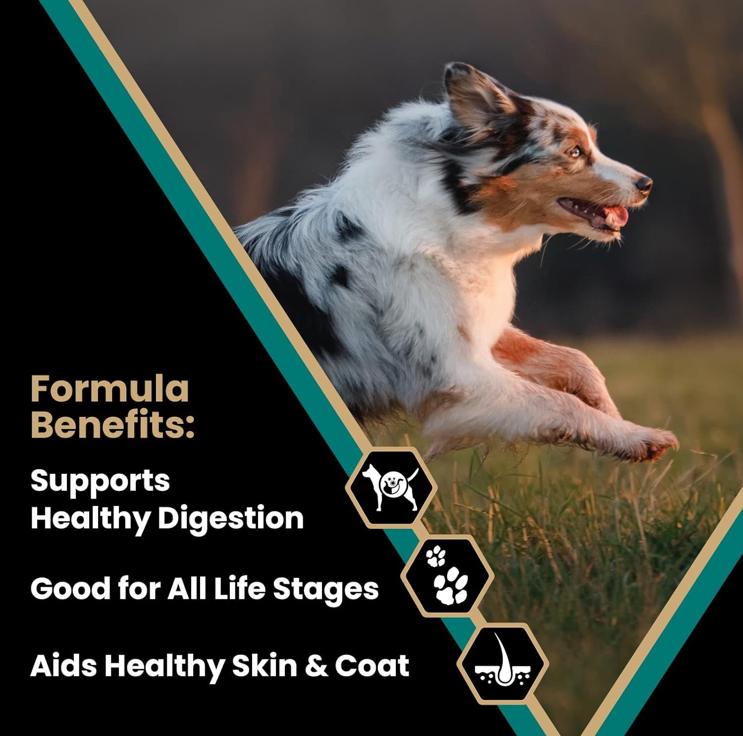 Super Premium Dog Food – Select Ocean Fish Formula with Salmon – Omega-3 and Omega-6 Enriched Gluten-Free Dry Kibble for All Normally Active Dogs of All Life Stages, 5Lbs